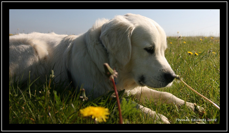 IMAGE: http://ThomasEdwards.smugmug.com/photos/330162313_7bLv6-L.jpg